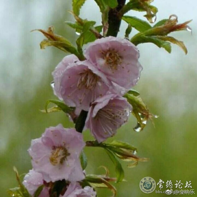 触屏版