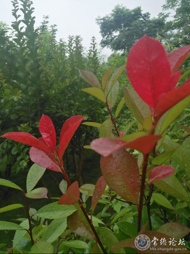 触屏版