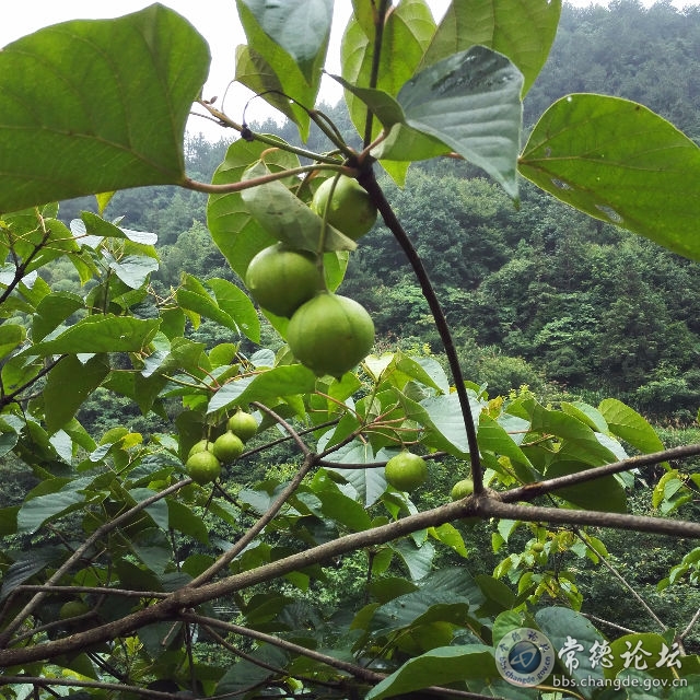 触屏版