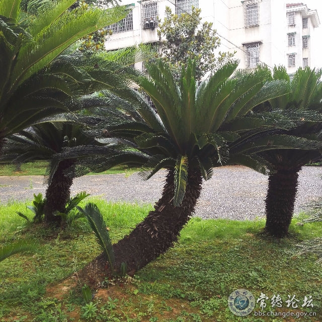触屏版