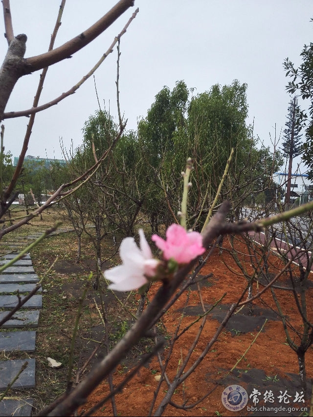 触屏版