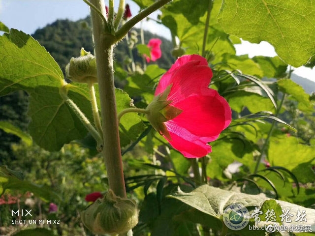 触屏版