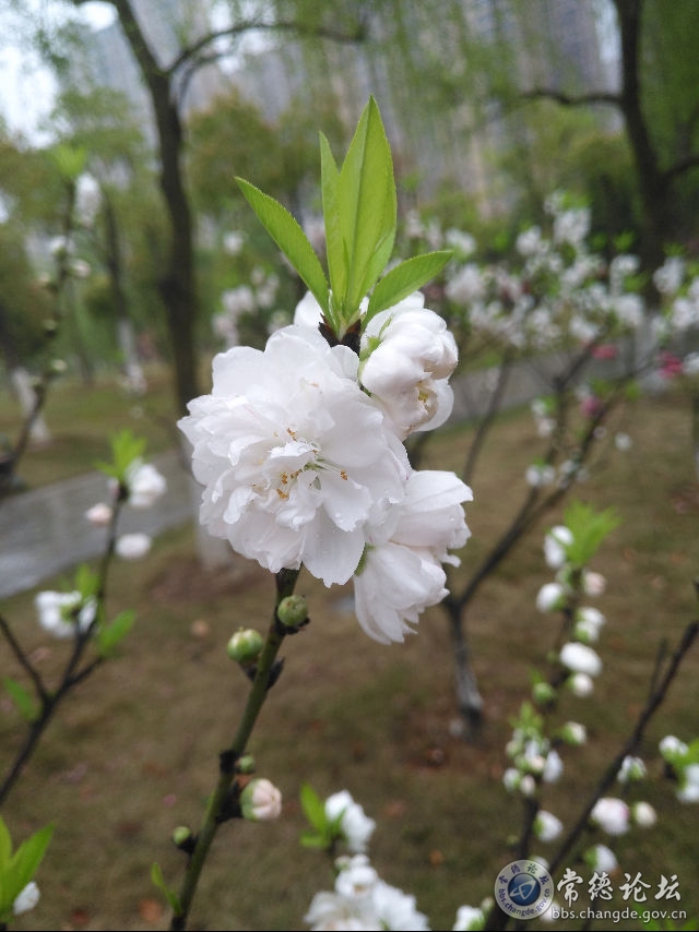 触屏版