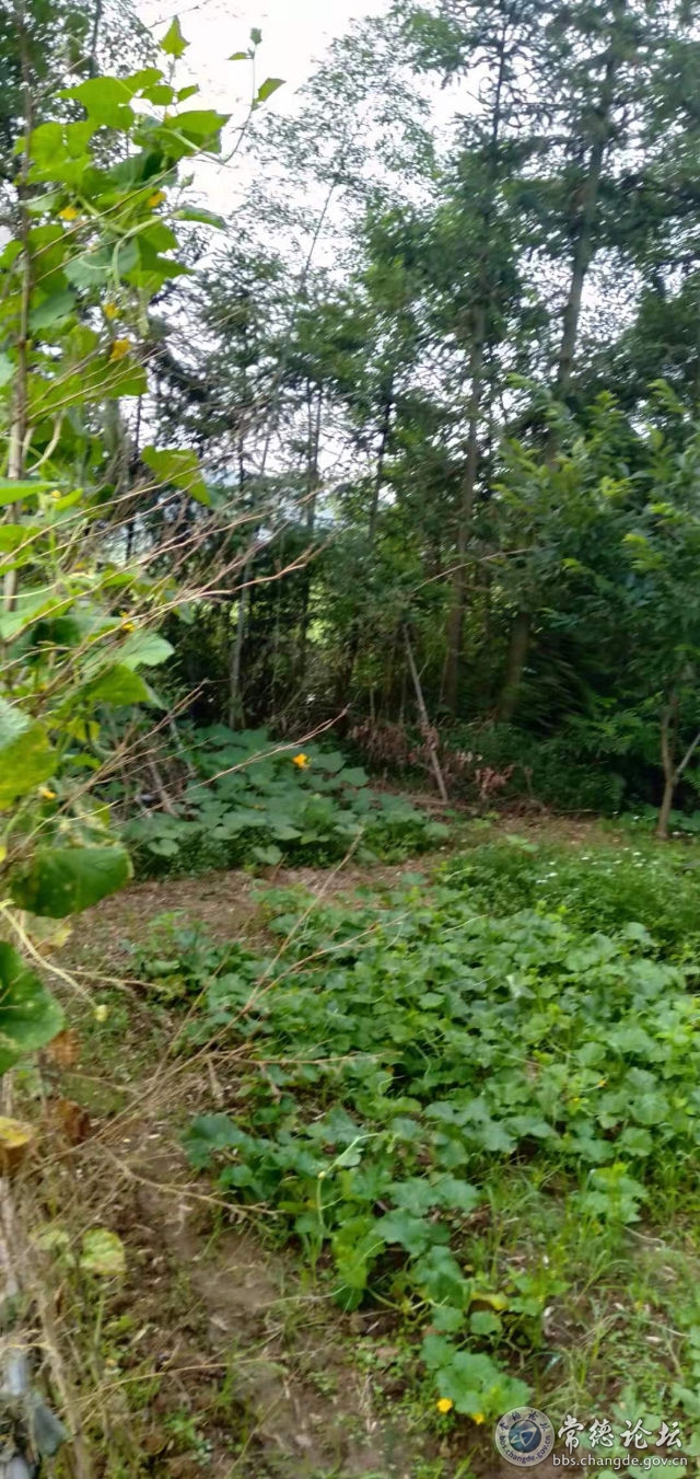 触屏版