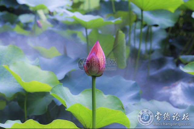 触屏版