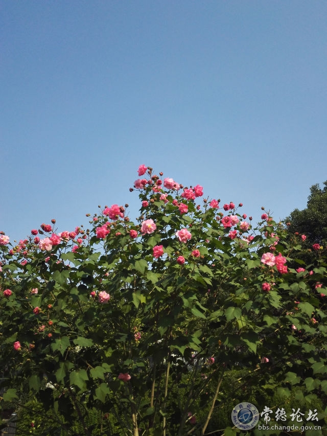 触屏版