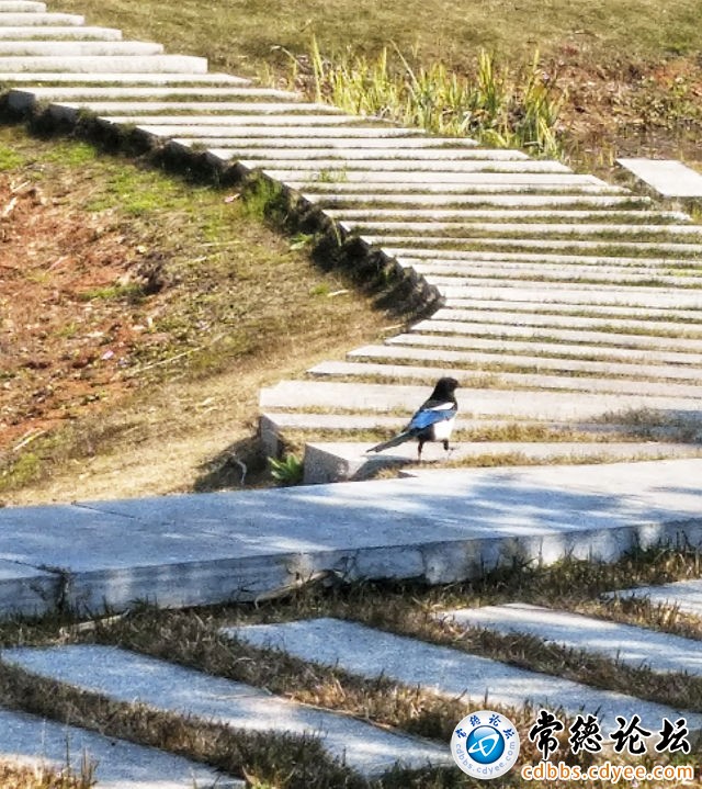 触屏版