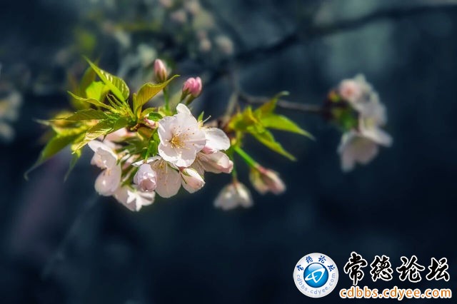 触屏版