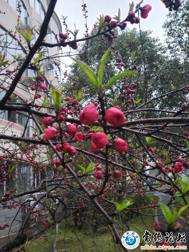 触屏版