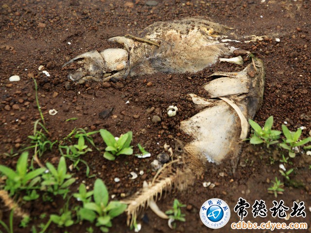 触屏版