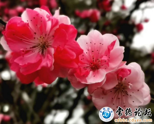 触屏版