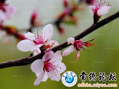 触屏版