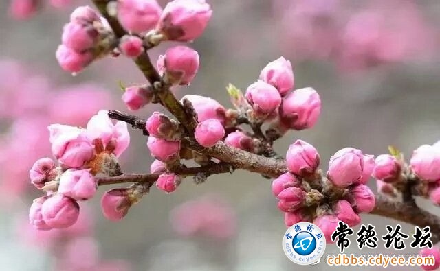 触屏版
