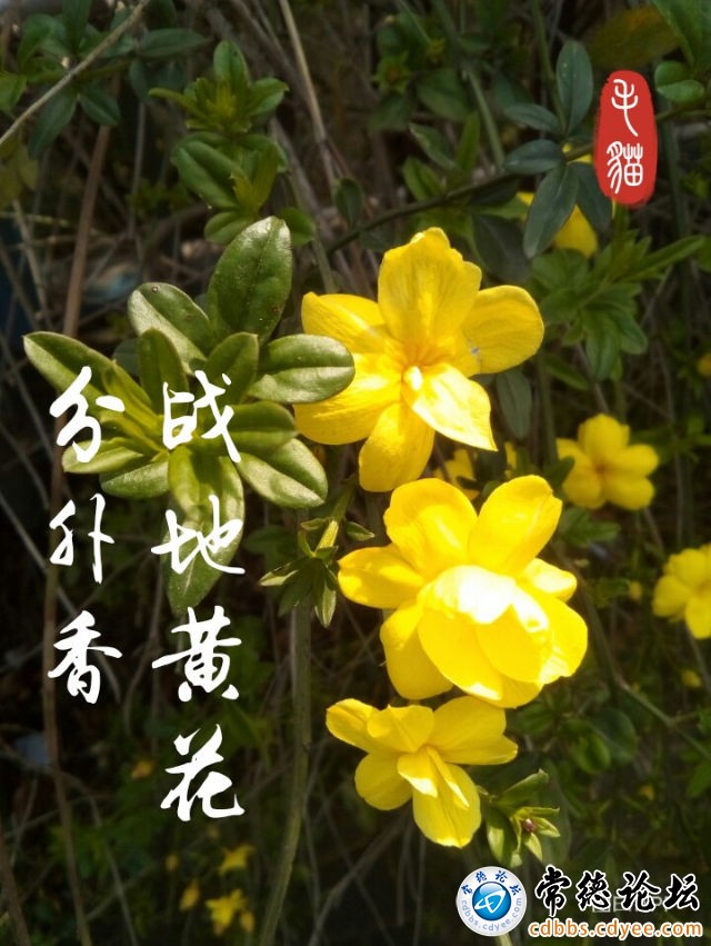 触屏版