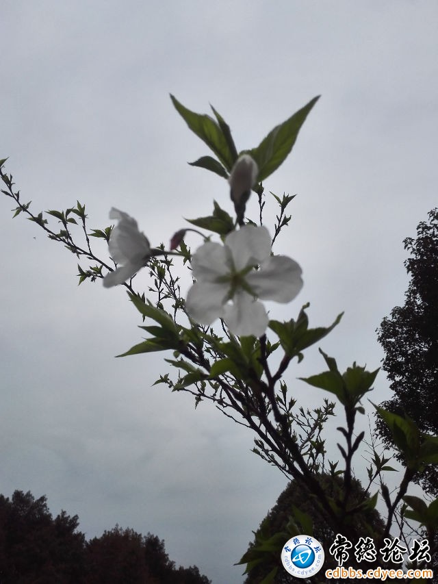 触屏版