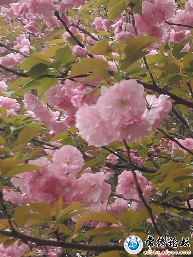 触屏版