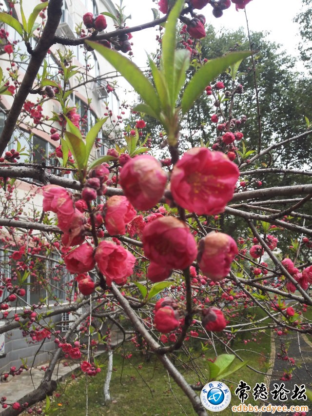 触屏版