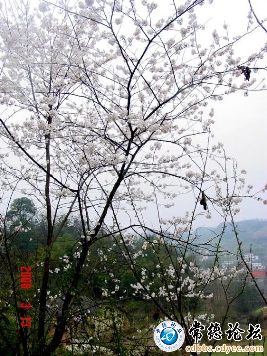 石门野生樱花