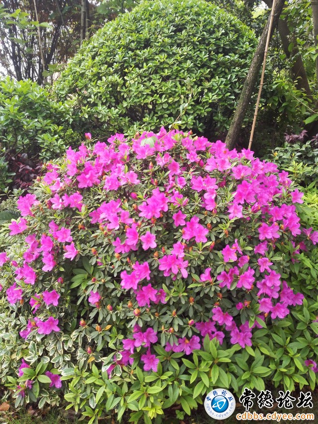 触屏版