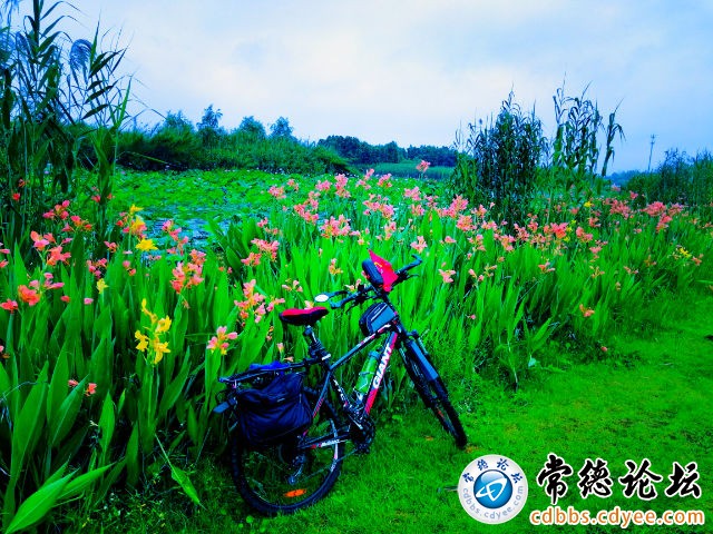 触屏版
