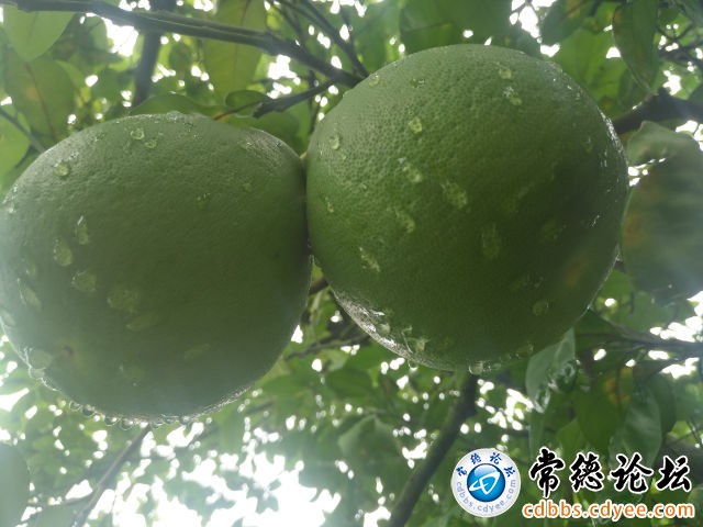 触屏版