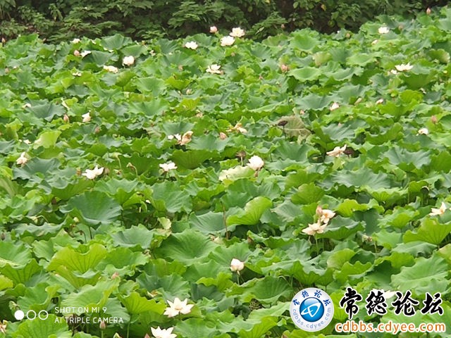 触屏版