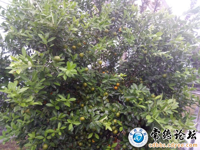 触屏版