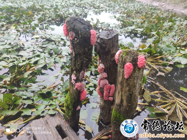 触屏版