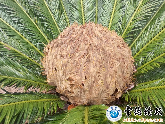 触屏版