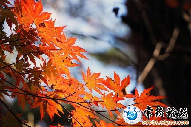 触屏版