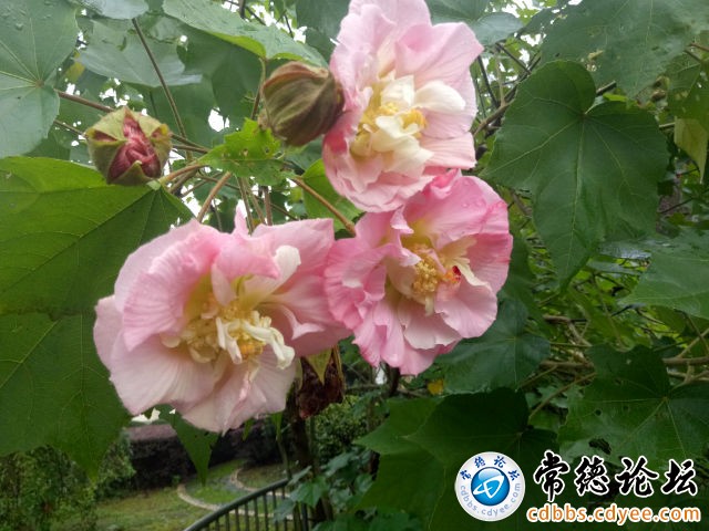 触屏版