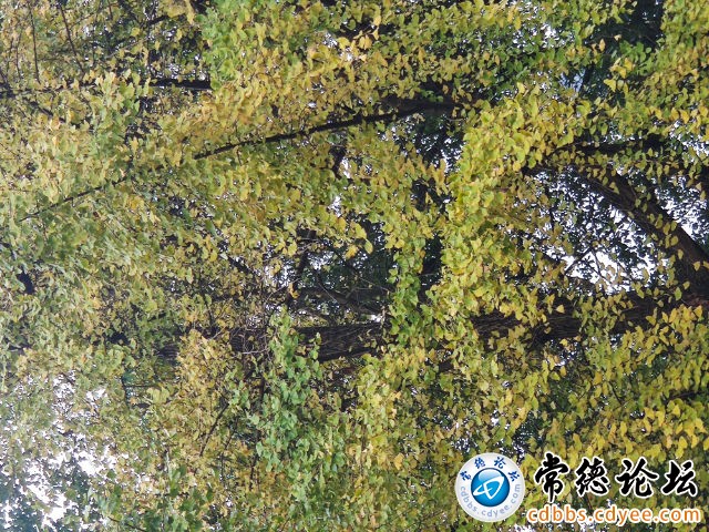 触屏版