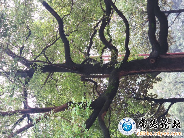触屏版