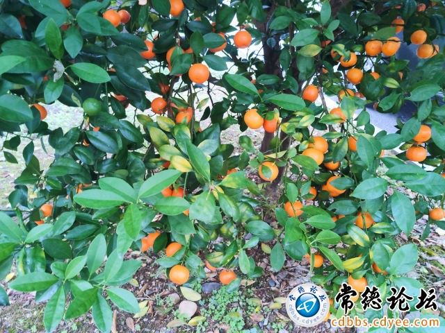 触屏版