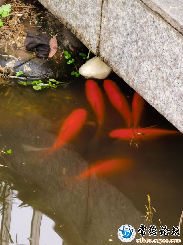 触屏版