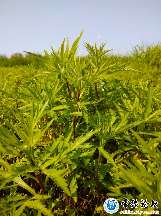 触屏版