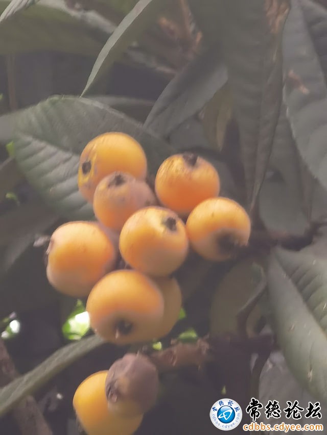 触屏版