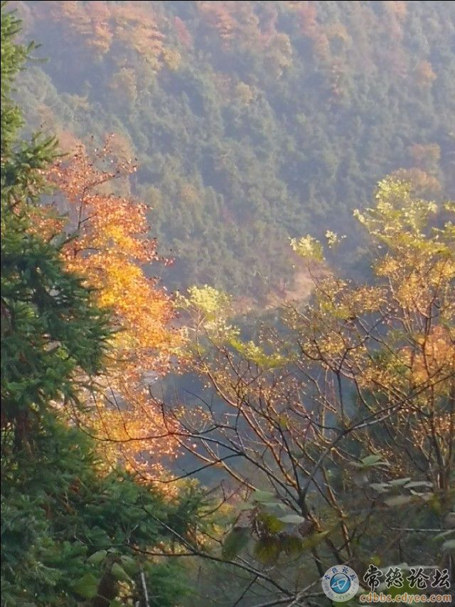 触屏版