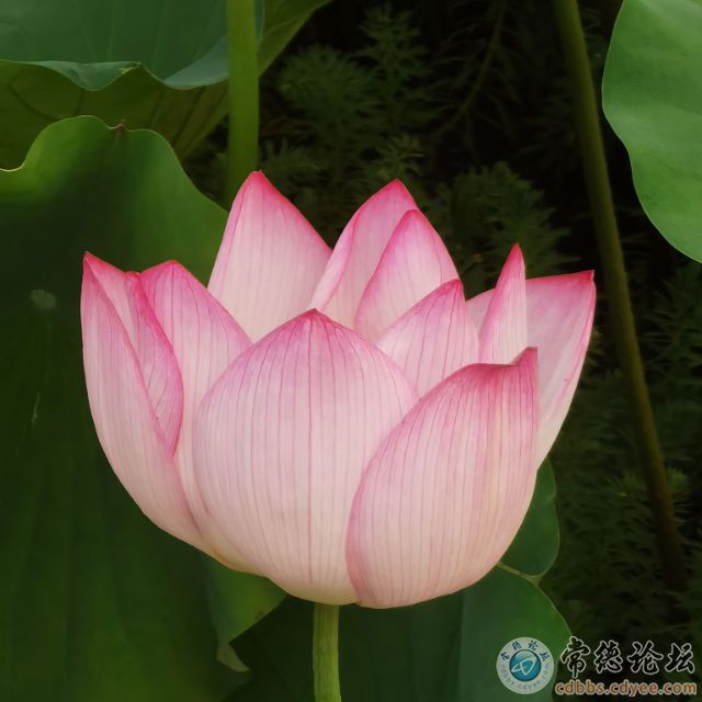 触屏版