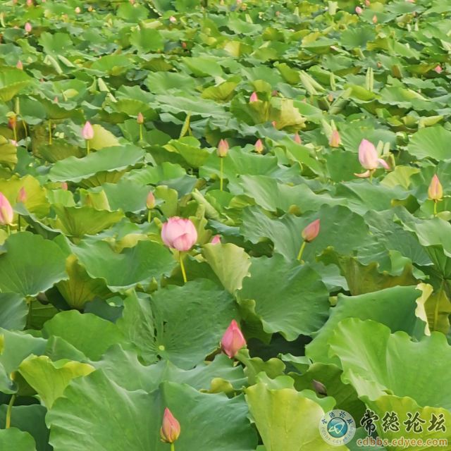 触屏版