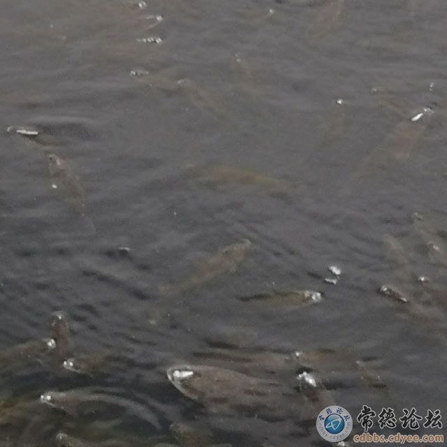 触屏版