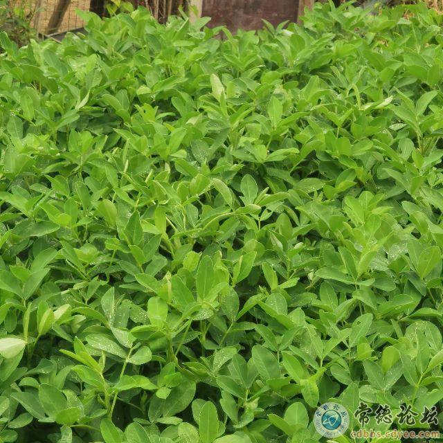 触屏版