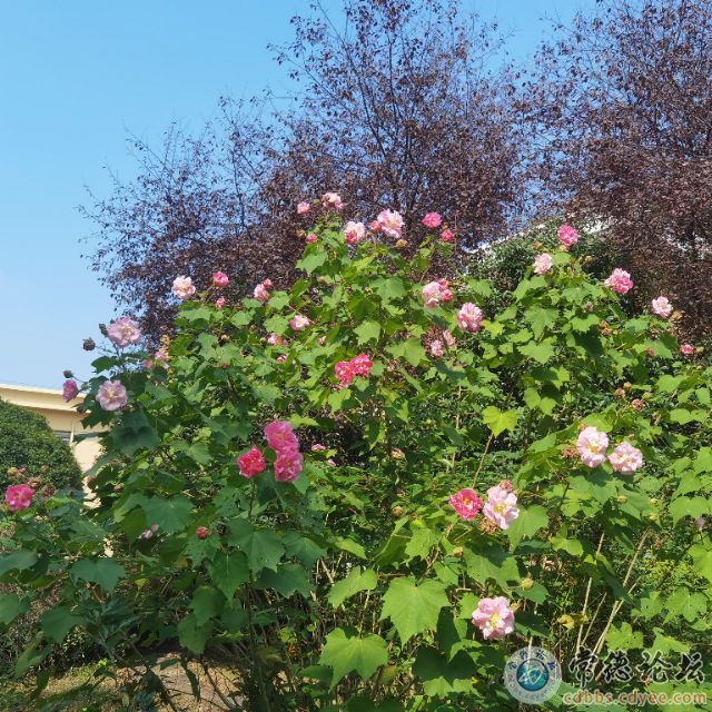 点击查看原图 触屏版