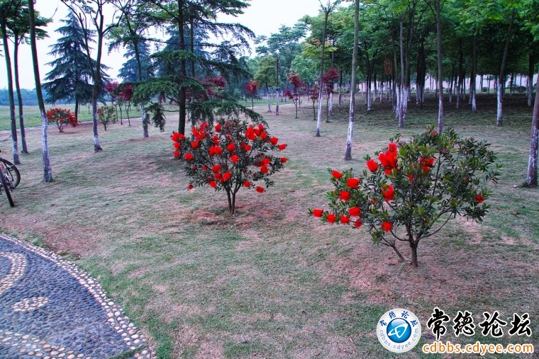不知名的花