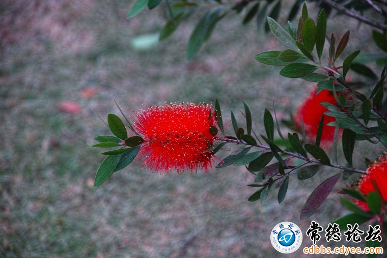 不知名的花