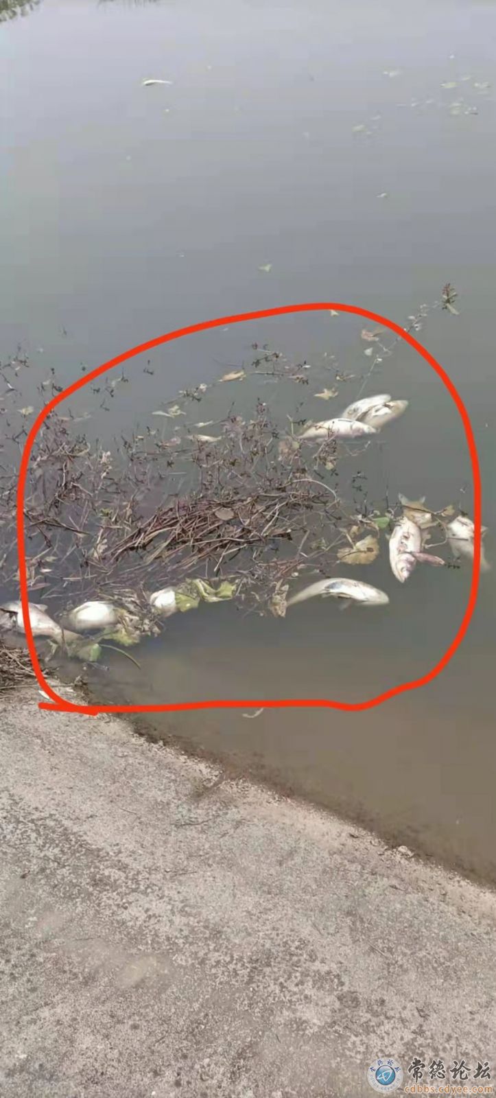 死鱼代表