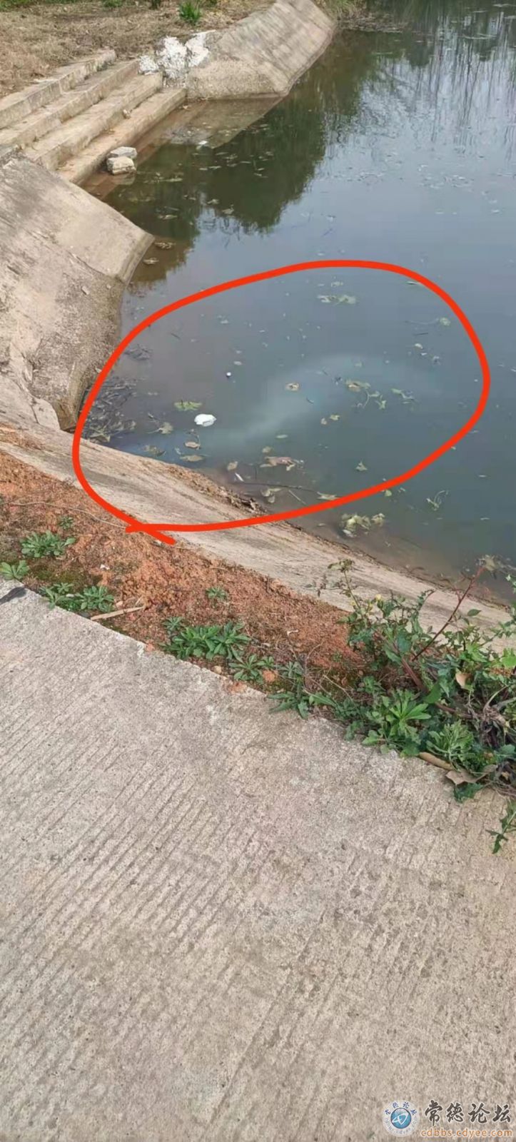 从涵孔流出的乳白色毒液.