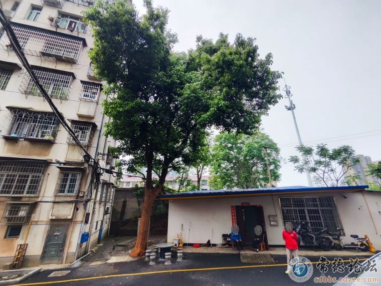 大树每天落下很多樟树果子沉积在房顶生虫